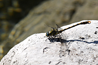 Onychogomphus uncatus